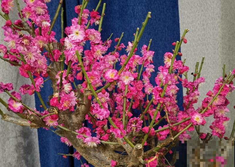 “10大不吉利”花排行榜，新手已经“退货”了，你家养过吗？