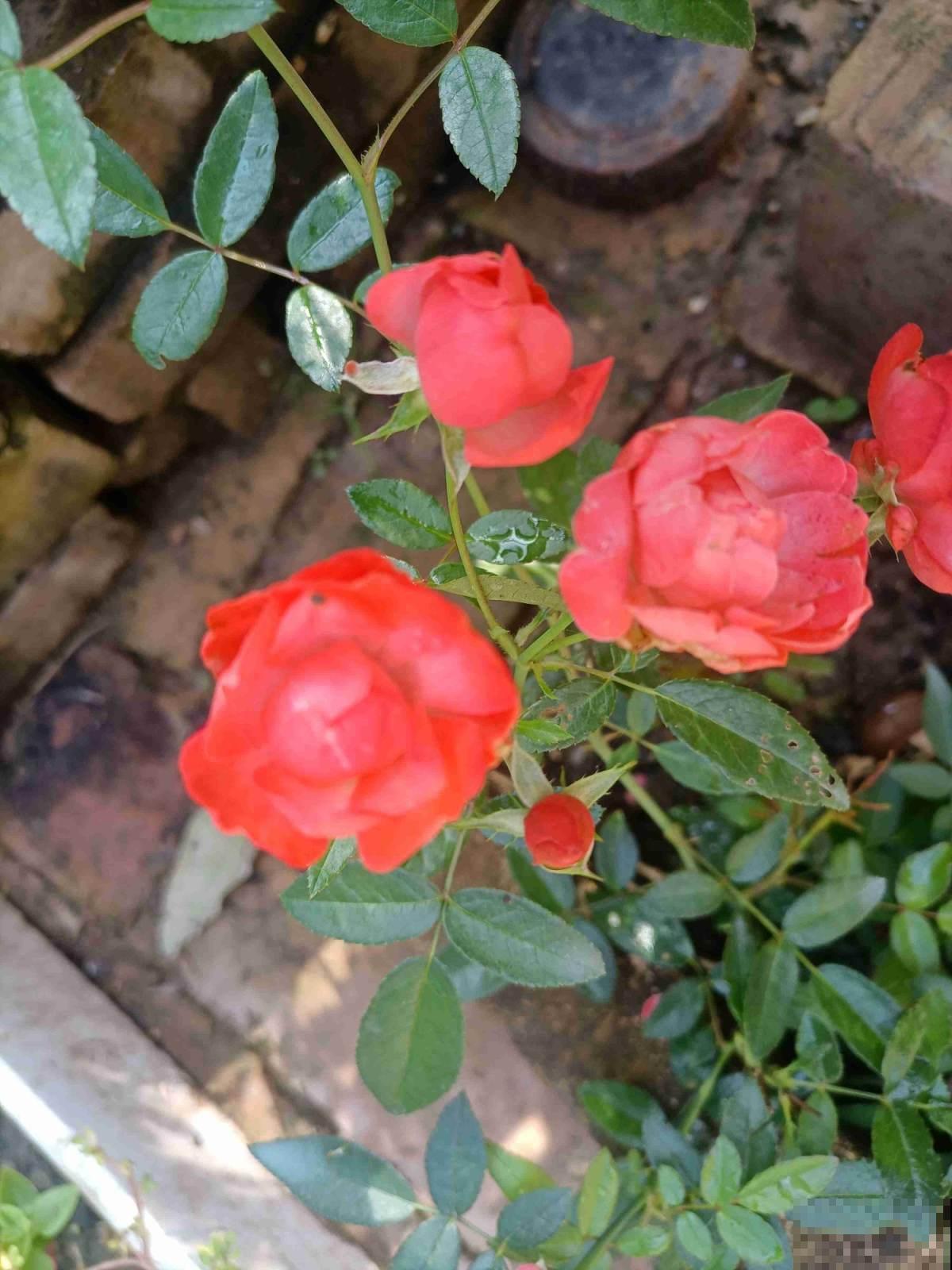 5种花现在别换盆,掉花落叶没商量,一不小心只剩光盆 5种花现在别换盆,掉花落叶没商量,一不小心只剩光盆