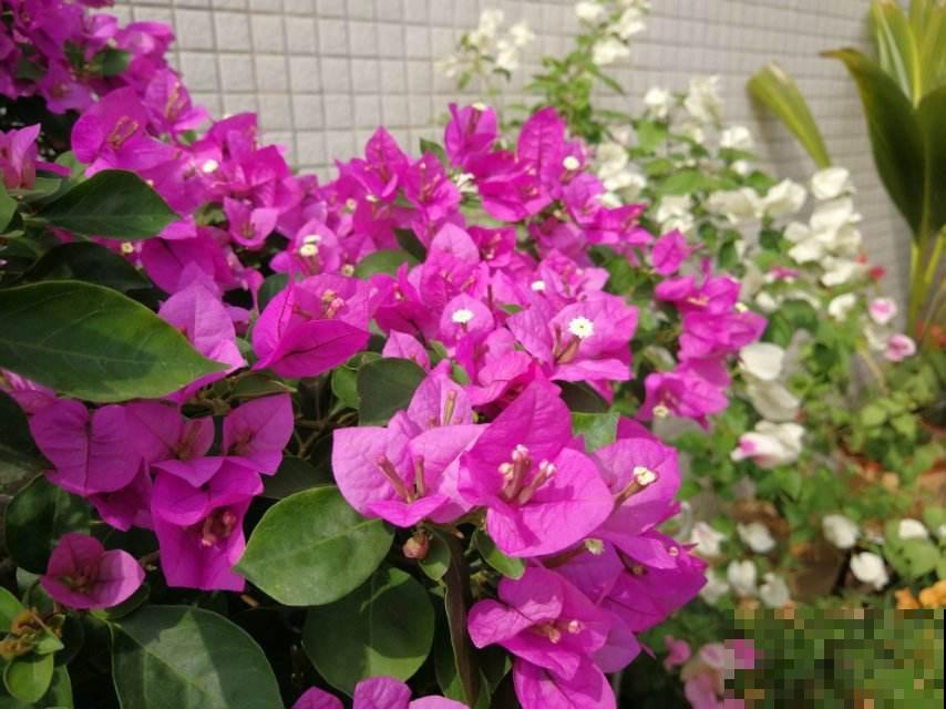 三角梅不开花,试试这4个方法,简单又好用 三角梅不开花,试试这4个方法,简单又好用