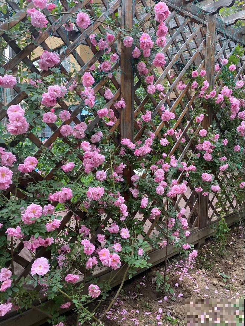 种满一墙头的蔷薇，仿佛身临仙境，活脱脱的花瀑布