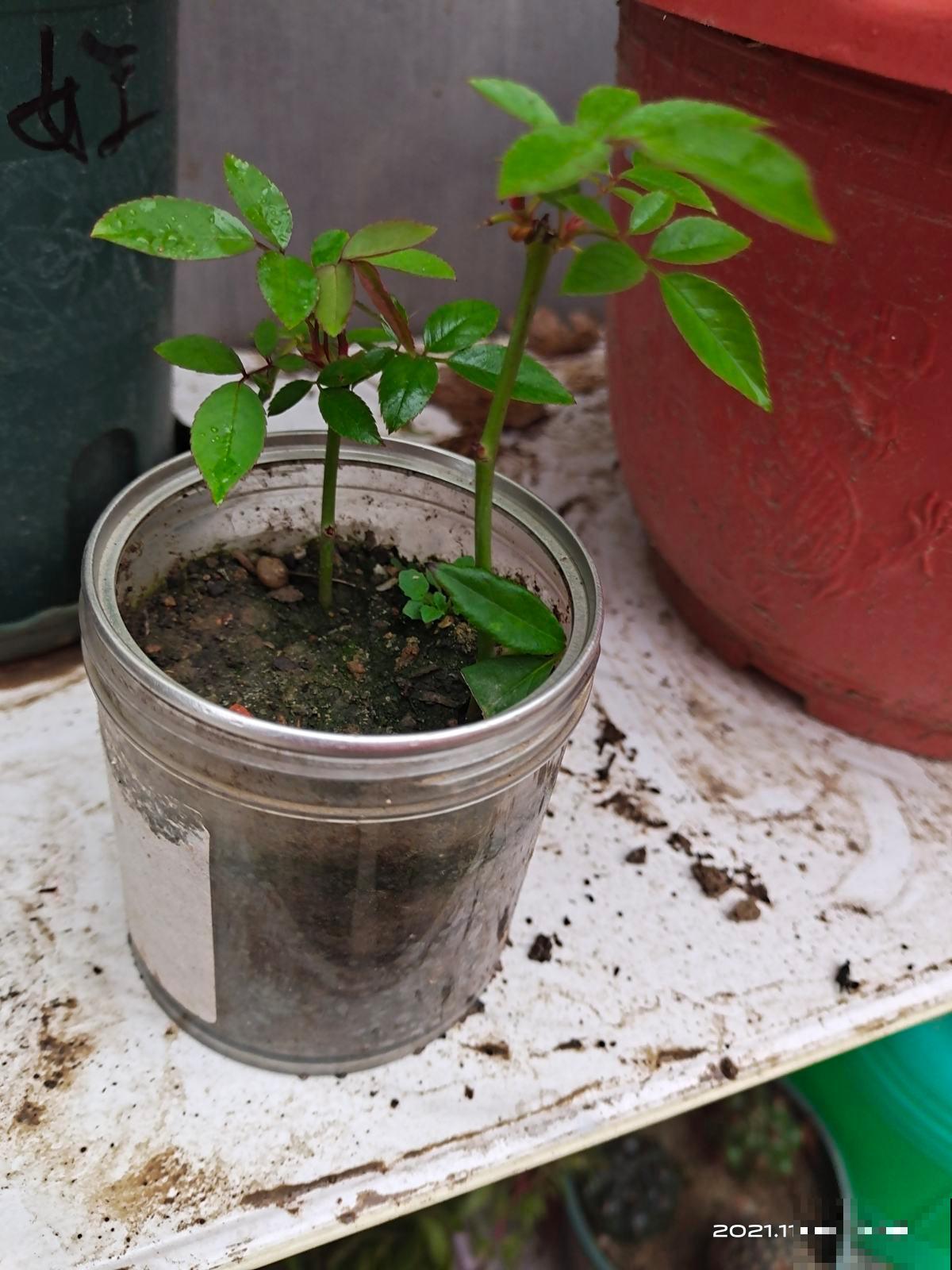 最伤花的4种行为，只要中招一个，就养不好花