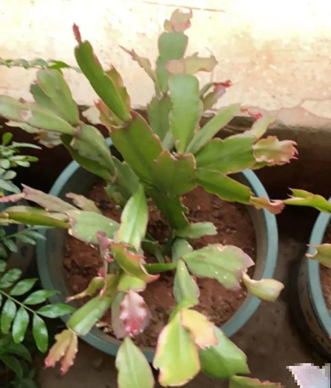 蟹爪兰软趴趴、掉花苞？它有“5怕”，避开后，叶片硬如铁！