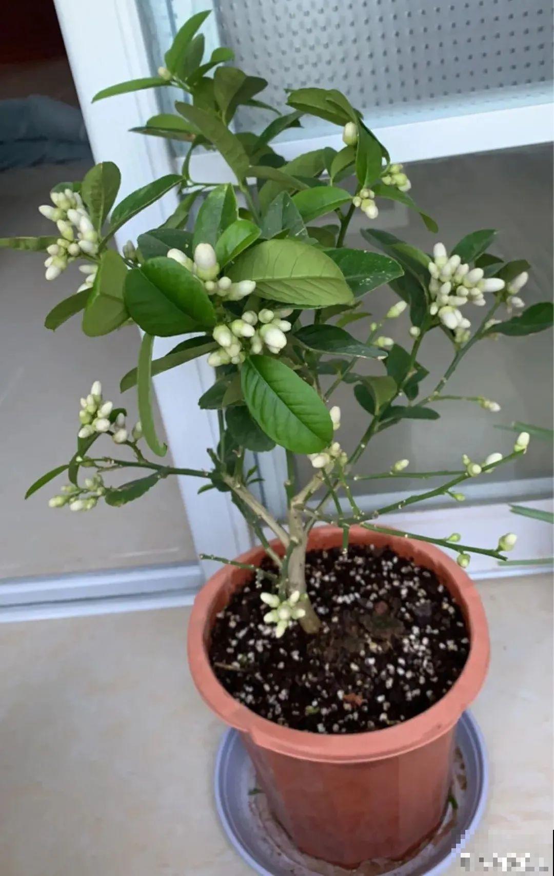 6种植物挂满果子,喜庆热闹,半年都不掉 6种植物挂满果子,喜庆热闹,半年都不掉