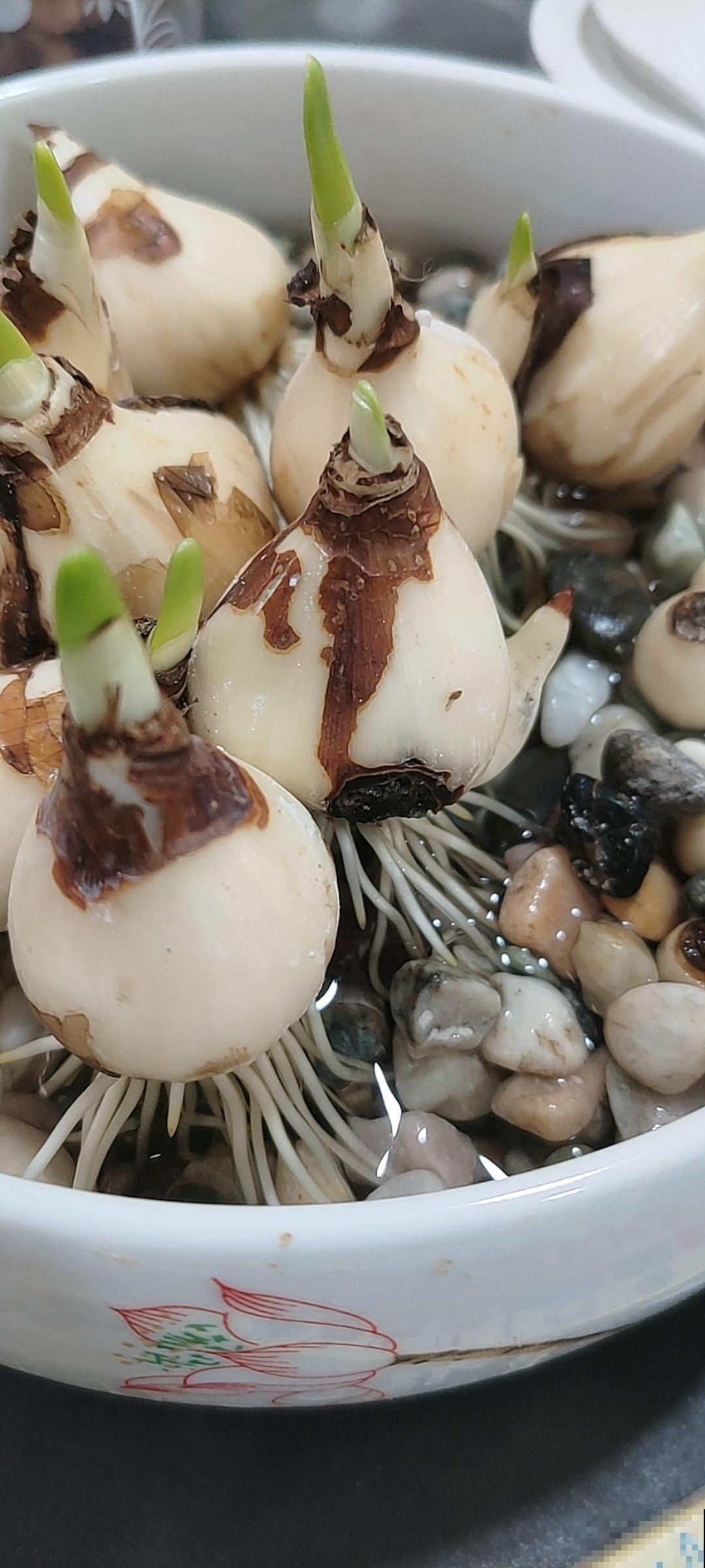 自制养花杀虫水，效果好没污染，安全放心