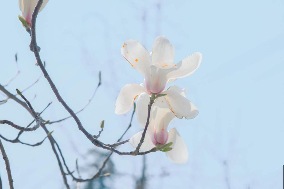 家里养8种“守家树”，红红火火特别旺运，镇宅好福气