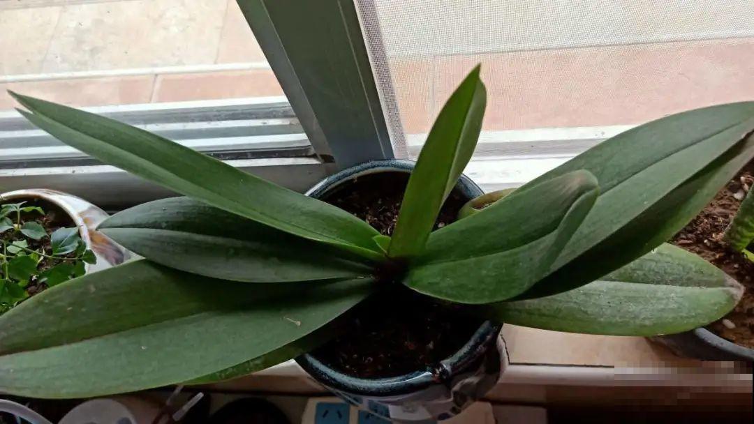 养蝴蝶兰注意4要点，叶子油亮有光泽，花朵娇艳美丽