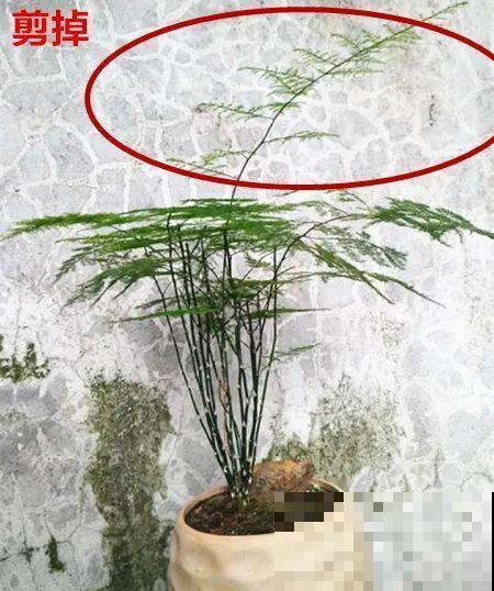 7种花有个小机关，找对位置打开它，新芽爆满盆
