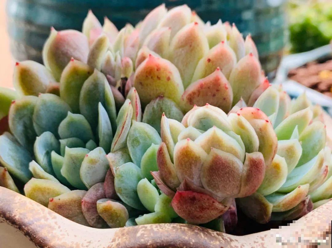 秋天在家养盆“香香花”，满屋子香味，还特耐寒