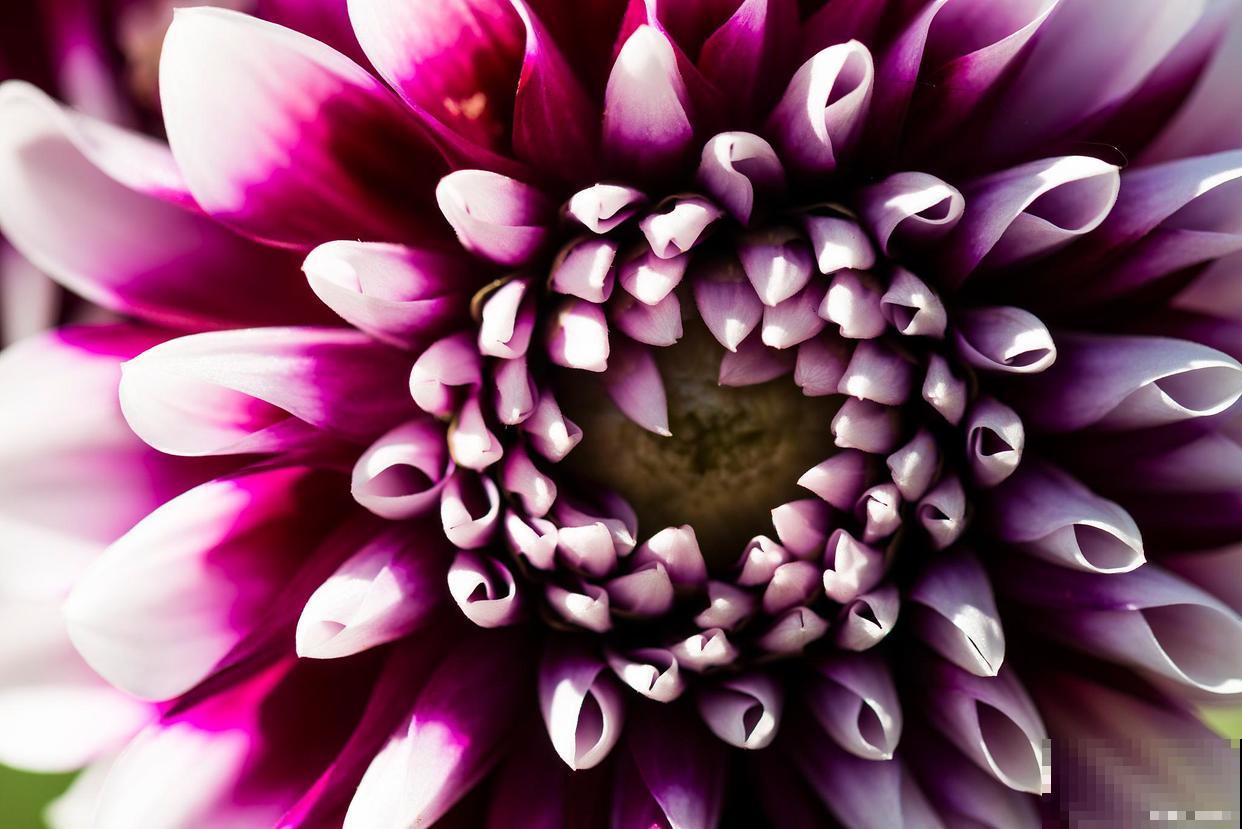 大丽花怎么养，需要注意什么