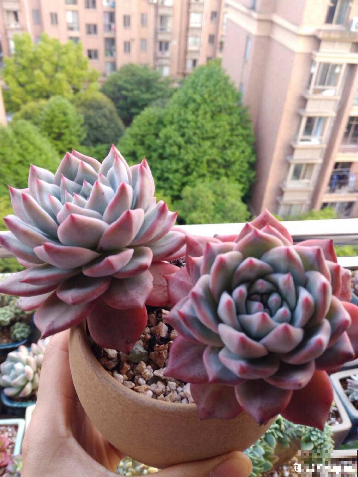 19种多肉，花市买来像白捡，离流行趋势更近了