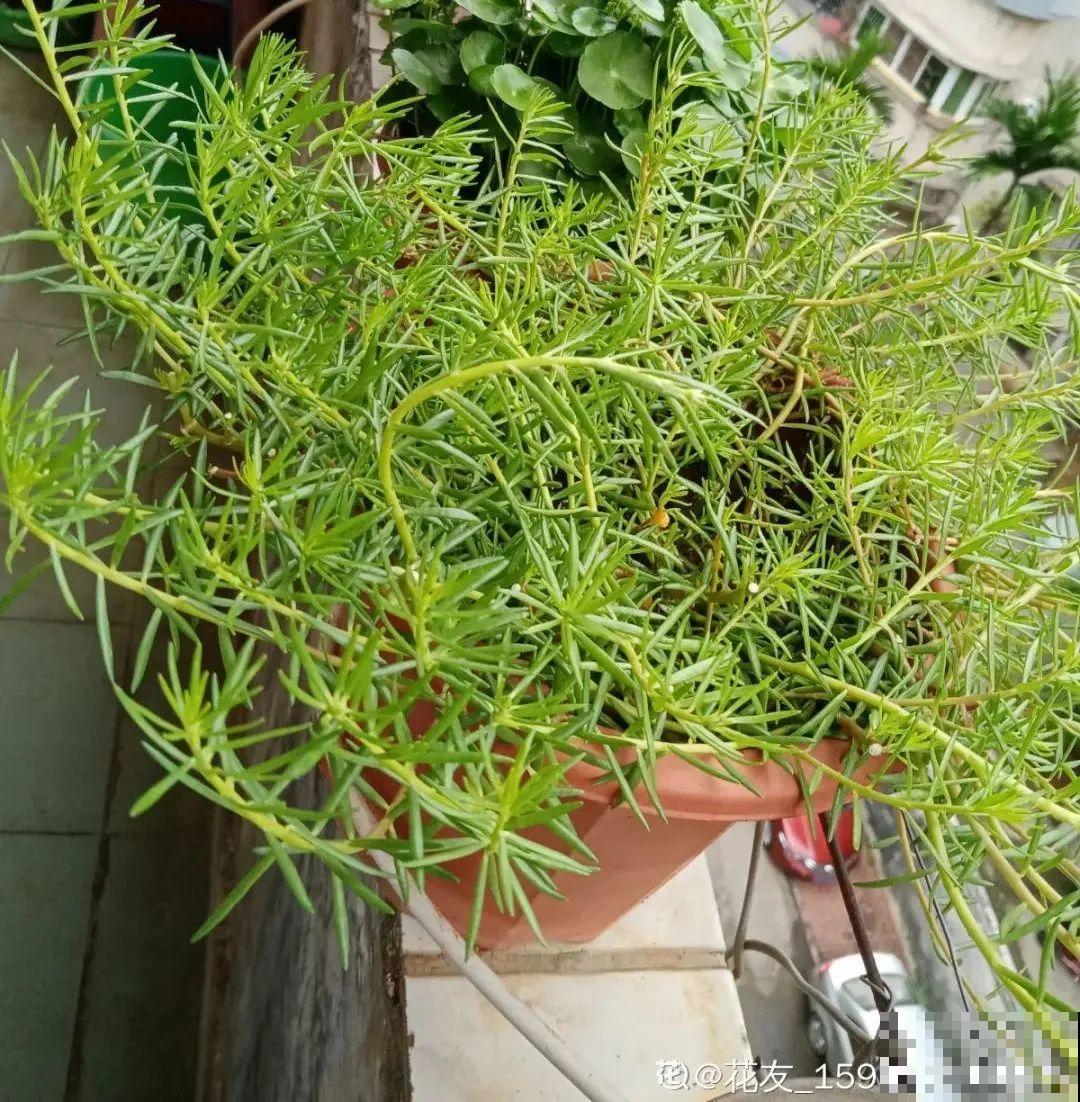 养的花一直不开花，主要是这6点做好，赶紧学起来