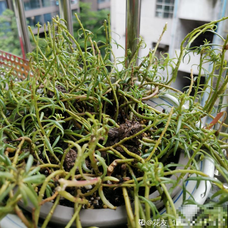 9种花特怕冷,现在赶紧套个袋,保暖很重要 9种花特怕冷,现在赶紧套个袋,保暖很重要