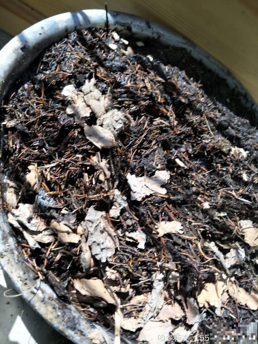 10种“垃圾”不要丢，拿来养花效果好，还能省下一笔钱