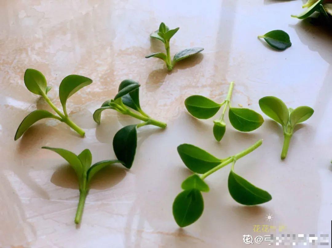 5种花,要是秋天不扦插,错过还得等1年! 5种花,要是秋天不扦插,错过还得等1年!