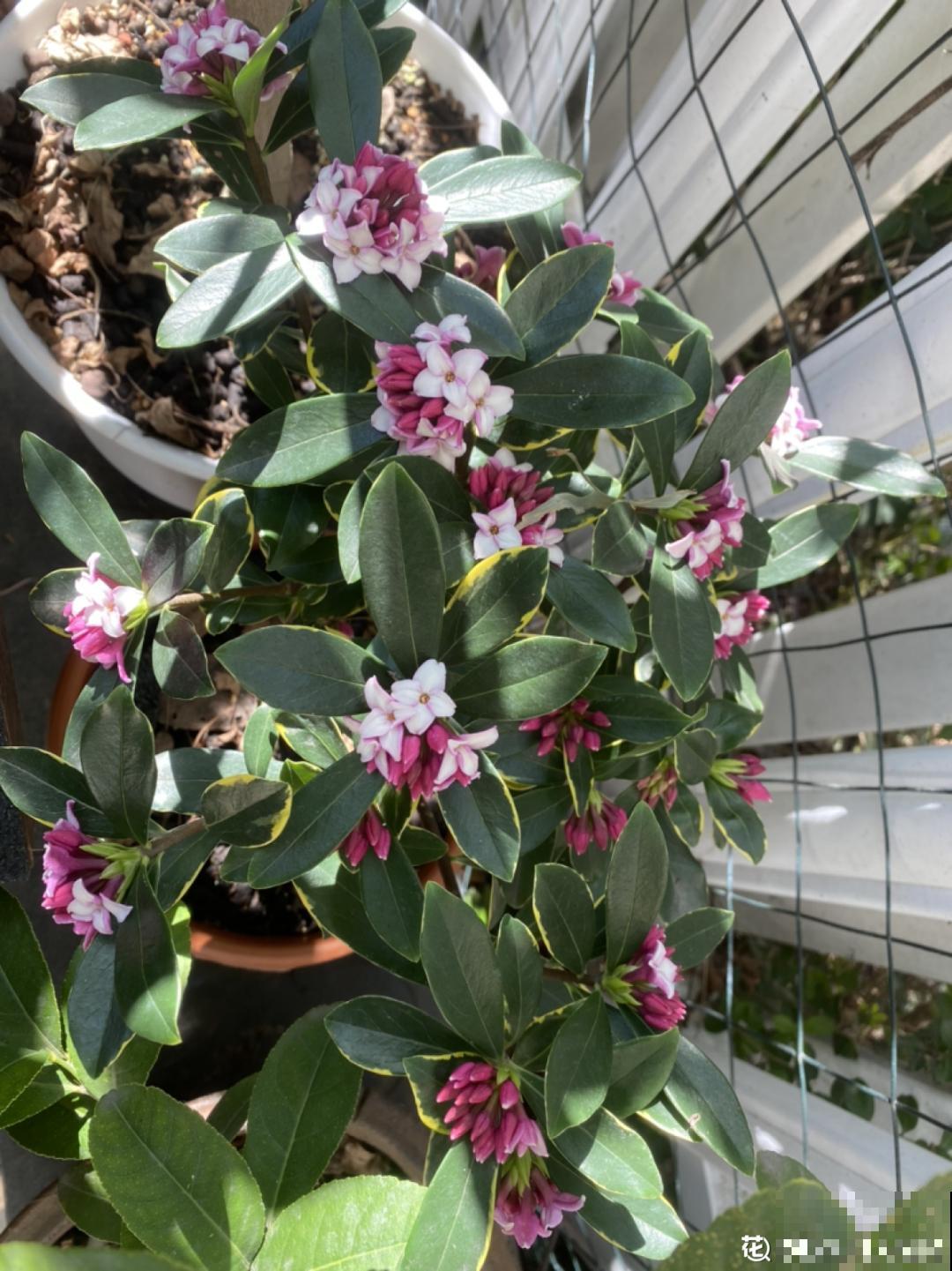 8种花养屋子里，满屋香味儿，雅致又唯美