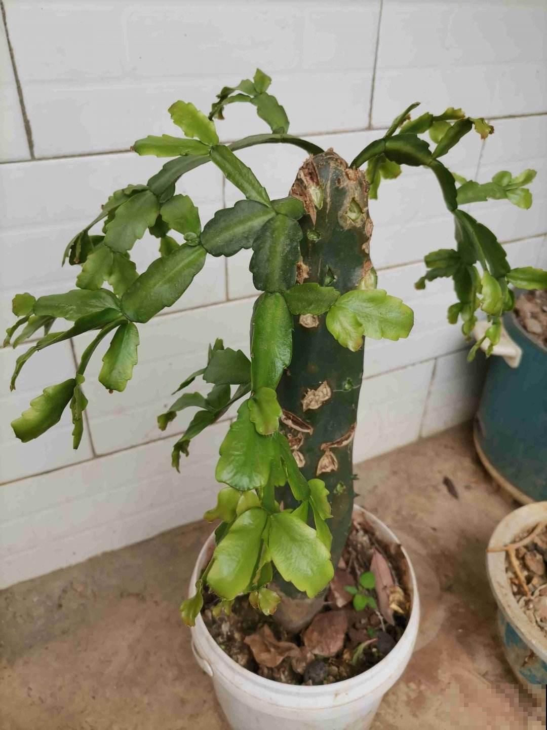 冬天来了,这6种花少浇水,越干燥才长得越好 冬天来了,这6种花少浇水,越干燥才长得越好