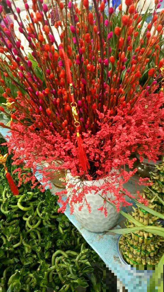 当之无愧的旺财花,花市买一把,能养好几年 当之无愧的旺财花,花市买一把,能养好几年