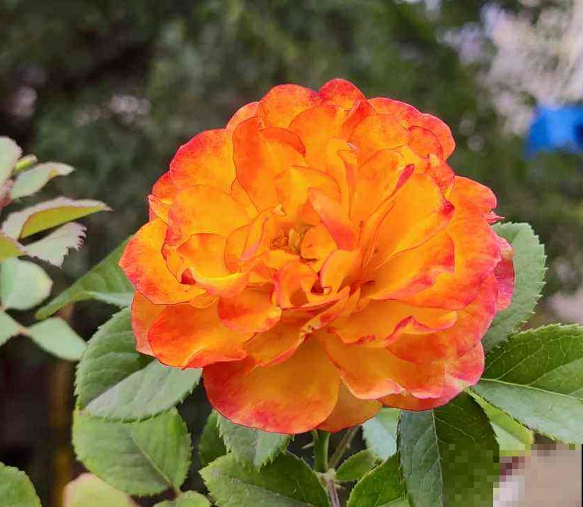 养花遇到红蜘蛛,教你3招让它“全军覆没”,简单好用 养花遇到红蜘蛛,教你3招让它“全军覆没”,简单好用