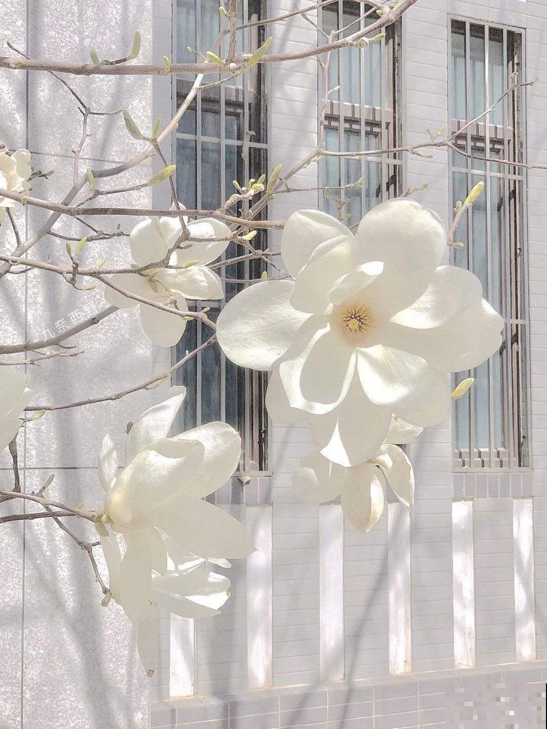 12月种上一棵玉兰花,2月初春开满头,还有“镇宅吉利”好兆头 12月种上一棵玉兰花,2月初春开满头,还有“镇宅吉利”好兆头