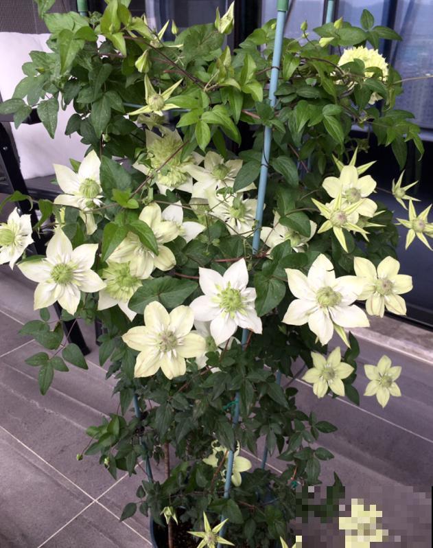 “花园三宝”之一,1年能开花上百天,冬天特别抗寒! “花园三宝”之一,1年能开花上百天,冬天特别抗寒!