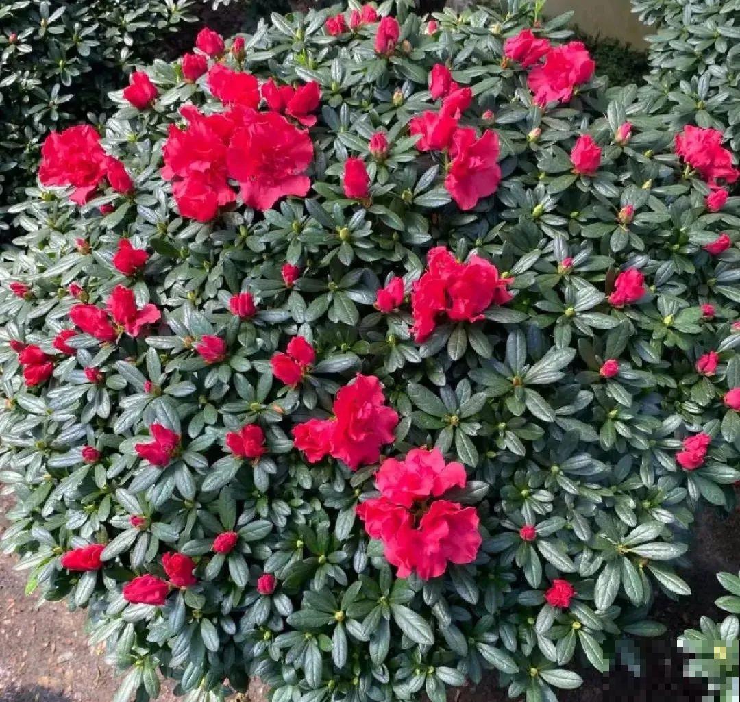 养花一直不开花,给他套个黑塑料袋,花苞呼呼冒 养花一直不开花,给他套个黑塑料袋,花苞呼呼冒