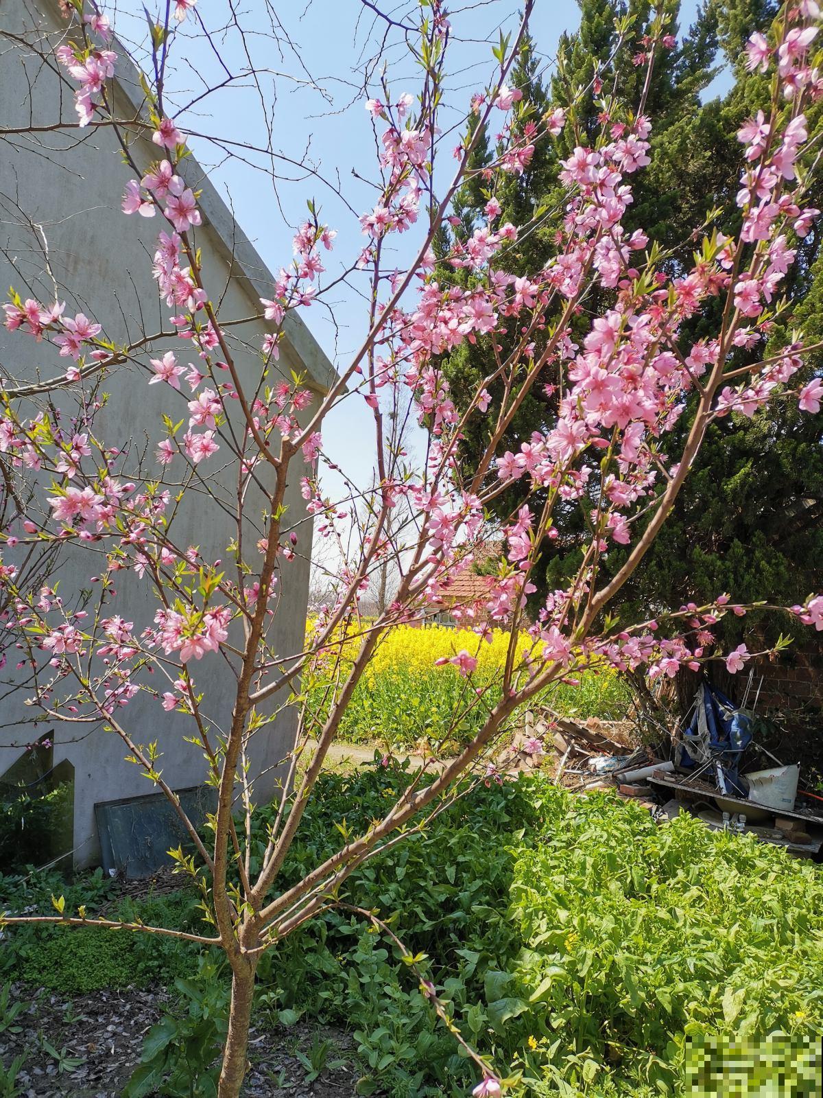养花以后，我的生活更幸福，感情也迅速升温