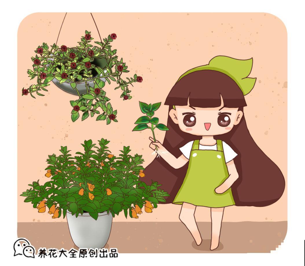 买花也有“潜规则”，教你正确买花，新手小白不容易被骗