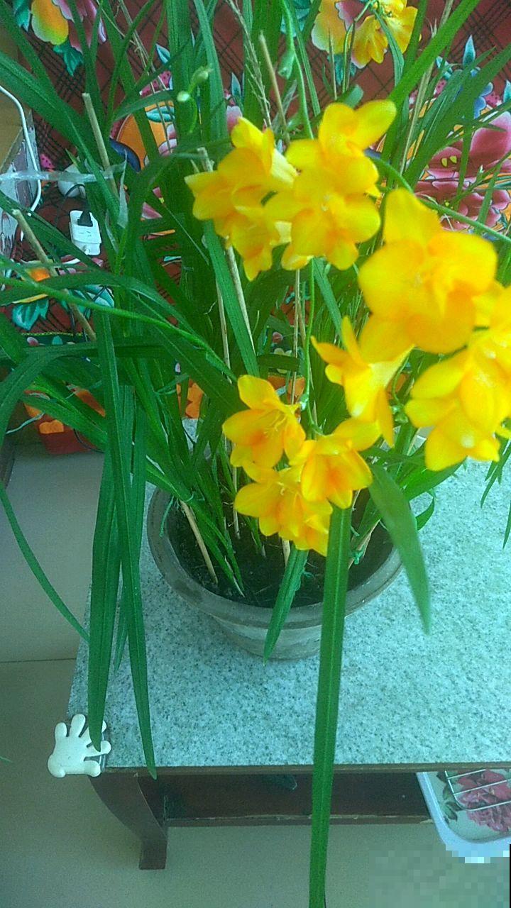 冬天养1种“香水花”,比绿萝好养,开花成“彩虹”,满屋子香味 冬天养1种“香水花”,比绿萝好养,开花成“彩虹”,满屋子香味