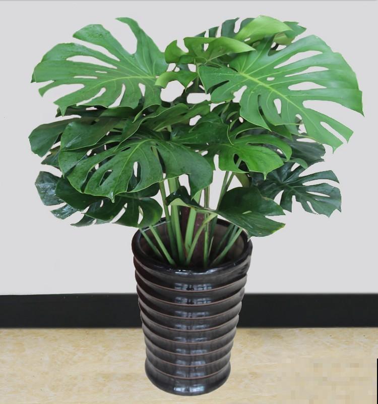 家里养的“长寿”植物，我们村都当传家宝养，养20年20万不卖