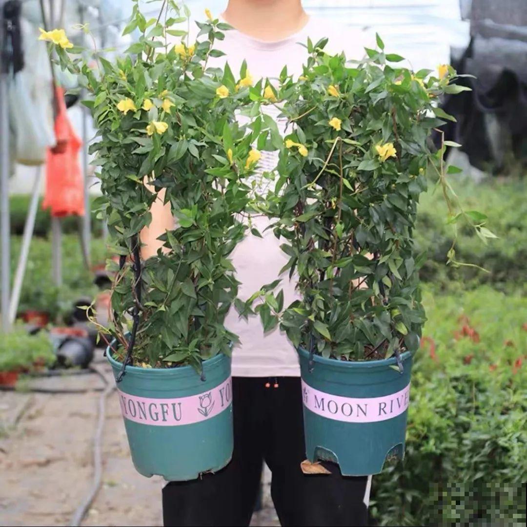 花量巨大的法国香水,被称作开花界“航空母舰”,花期能有大半年 花量巨大的法国香水,被称作开花界“航空母舰”,花期能有大半年