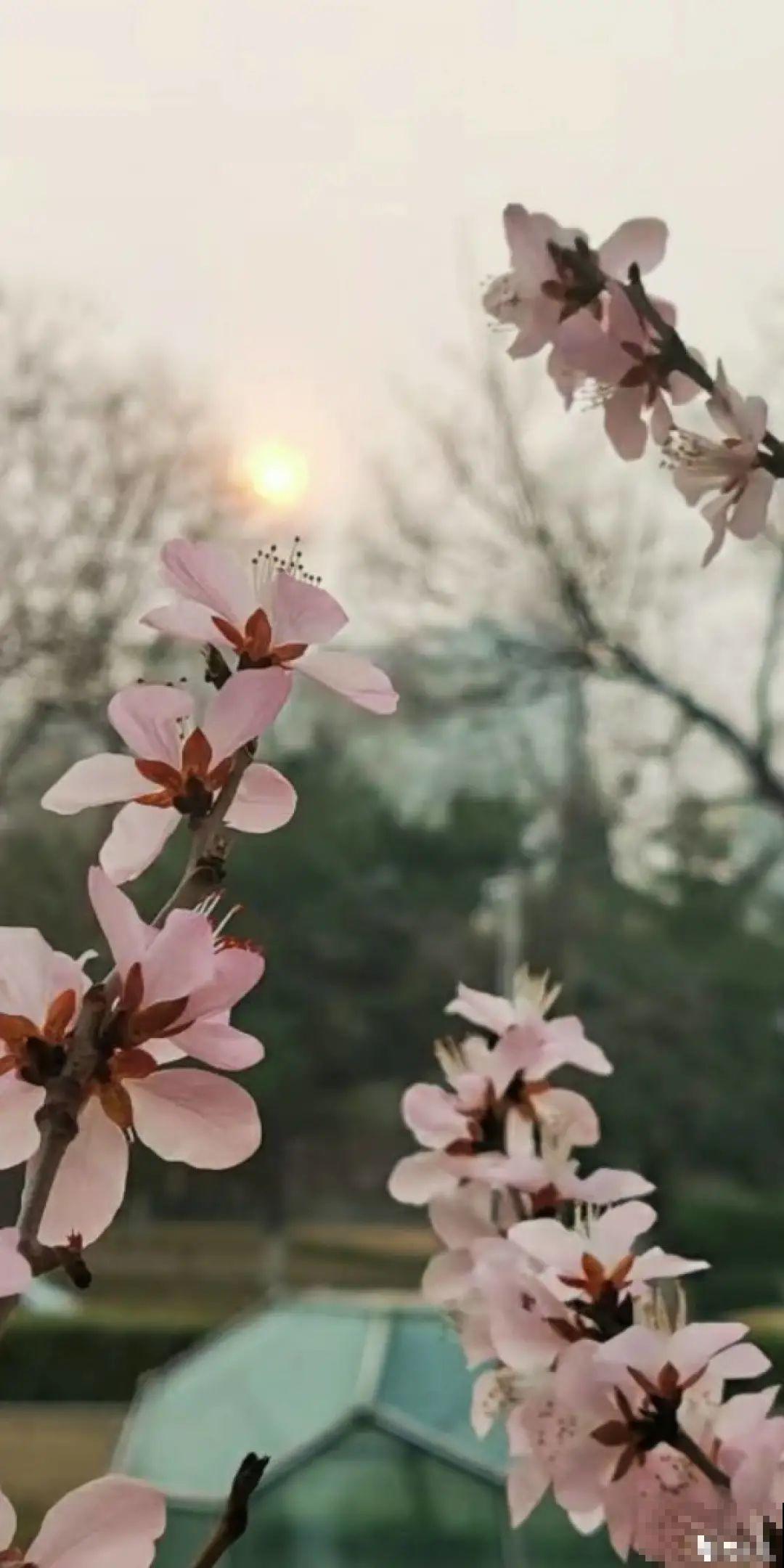 我有一个梦想，面朝大海，春暖花开