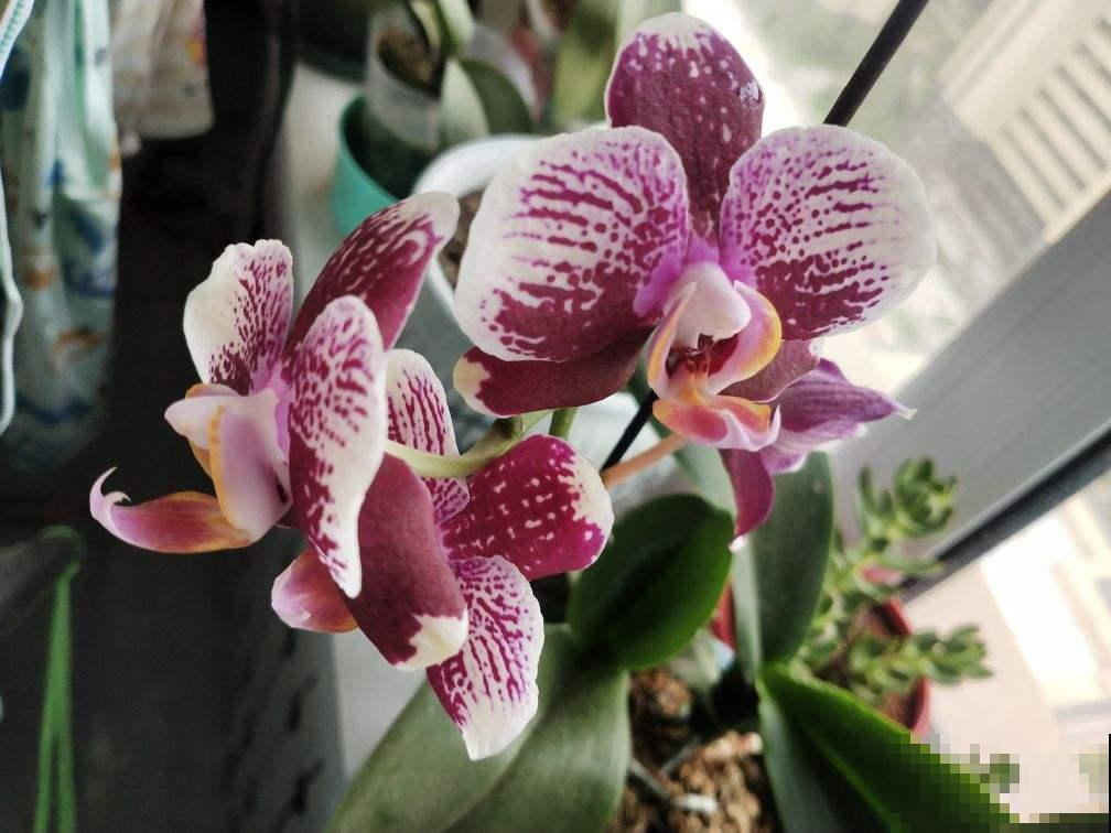 1种花满盆开出“小蝴蝶”，招财进宝寓意好，一年四季都开花