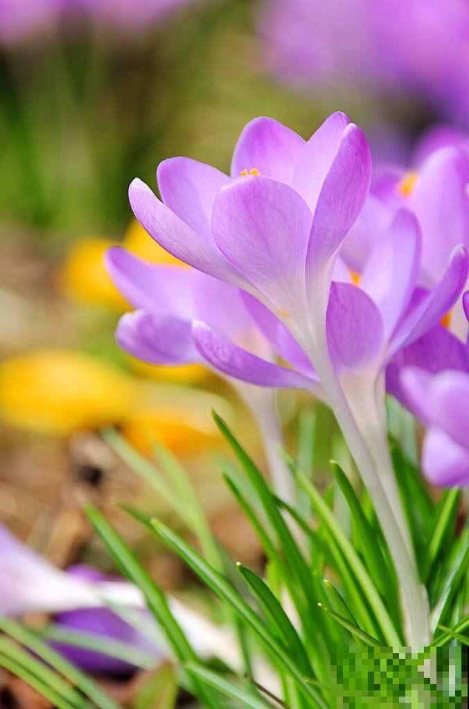 秋天常见的60种花，最全花卉图谱，收藏起来慢慢看