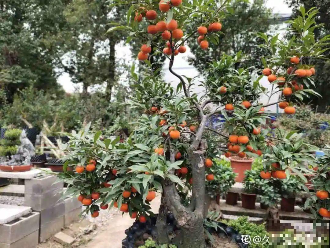 “寿命长”的10种花，寓意好，格调高，老人见了眉开眼笑！