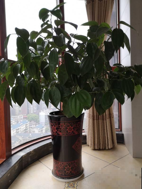 瓷盆养花越养越瞎，养花选盆别用瓷盆，花都养死了