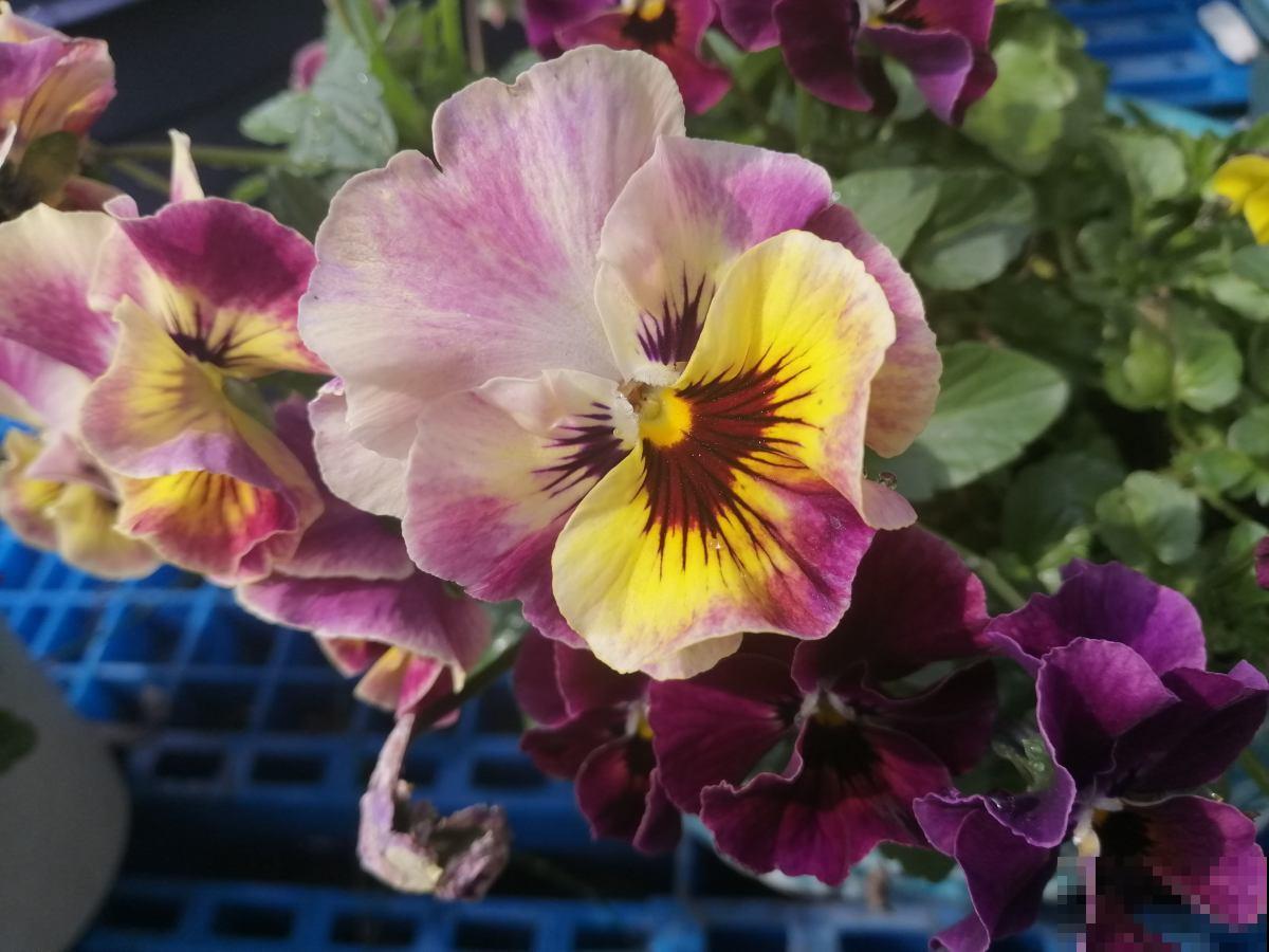 特耐寒的角堇，皮实好养，天冷照样爆盆