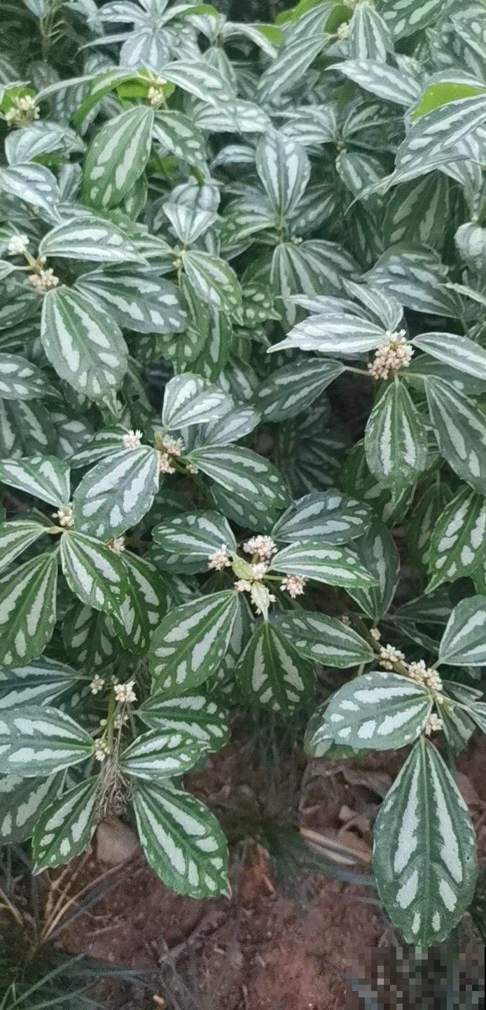 厨房里养盆花，净化空气效果好，还能赶虫子