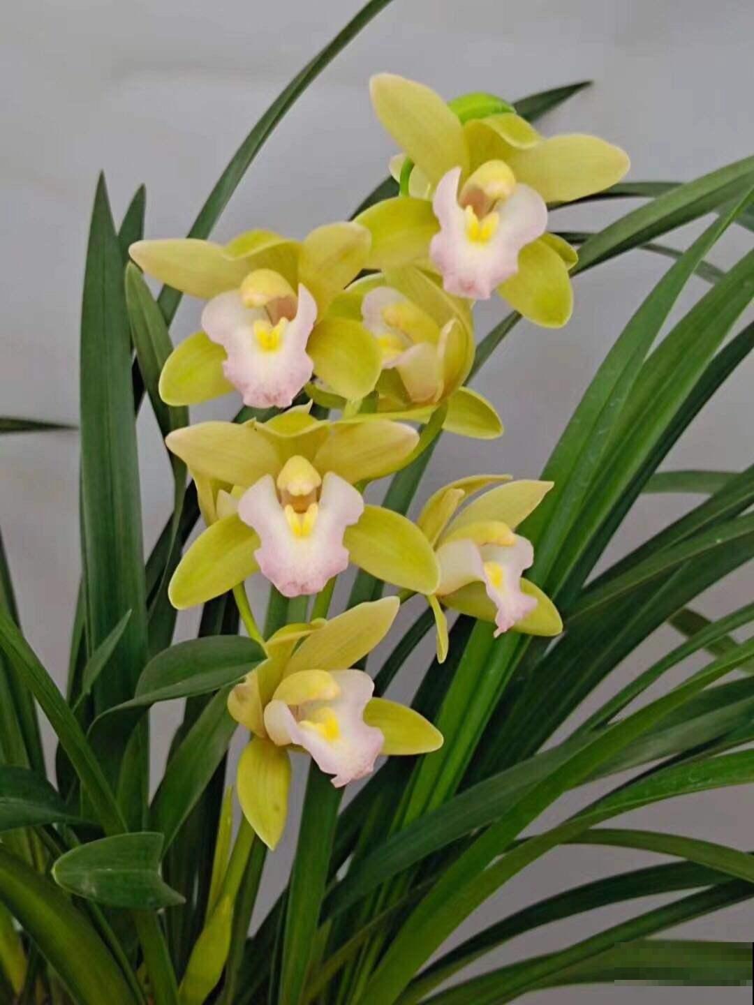 退休老人都爱的花，关键是好养爱爆盆，开花雍容还富贵