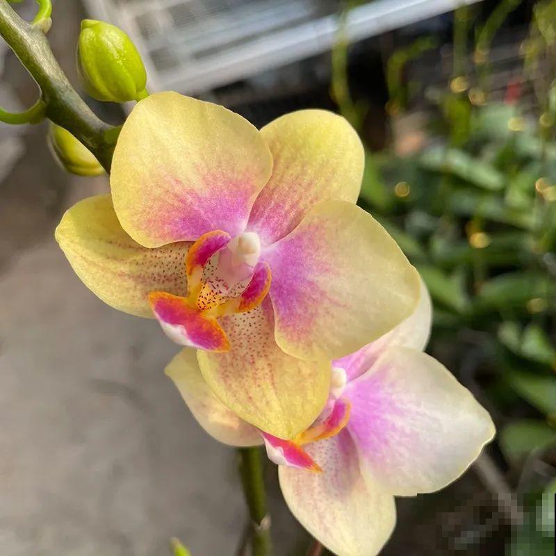 12月啦,快买“喜庆花”,能开3个月,下个月就涨价,别被 12月啦,快买“喜庆花”,能开3个月,下个月就涨价,别被