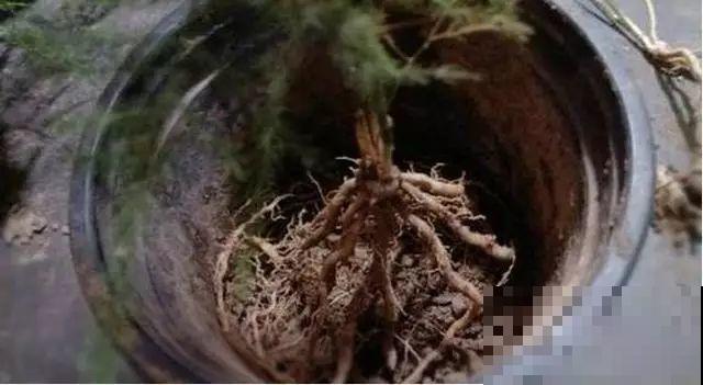 爱“生崽”的花,现在赶紧翻盆,一盆变多盆还能挣钱 爱“生崽”的花,现在赶紧翻盆,一盆变多盆还能挣钱