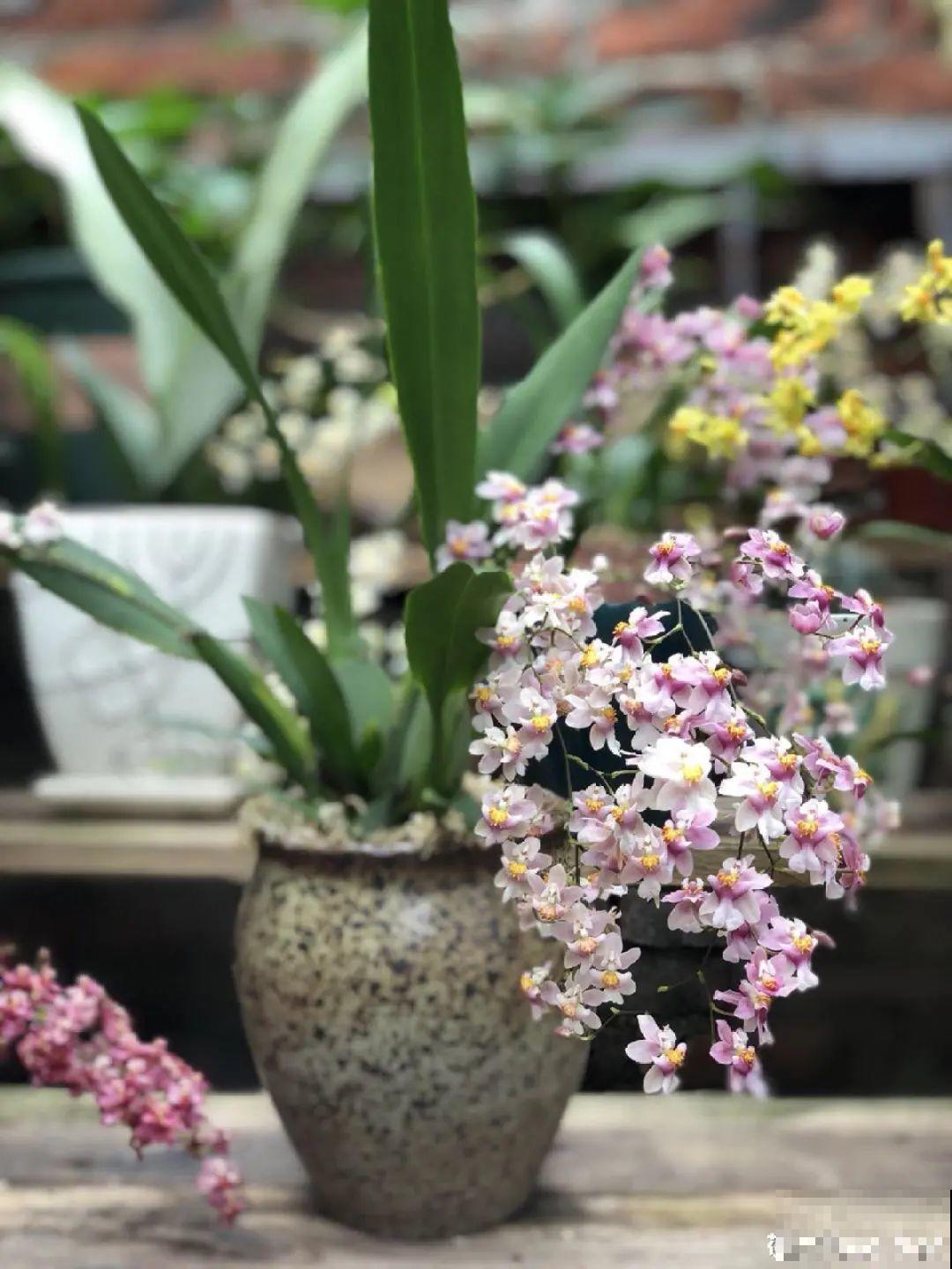 适合秋天养的文心兰,整个秋冬都开花,奶油香味十足 适合秋天养的文心兰,整个秋冬都开花,奶油香味十足