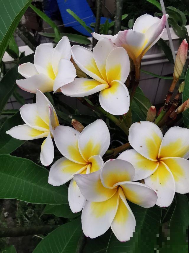 1种花，开起来像熟鸡蛋，忍不住想咬下去