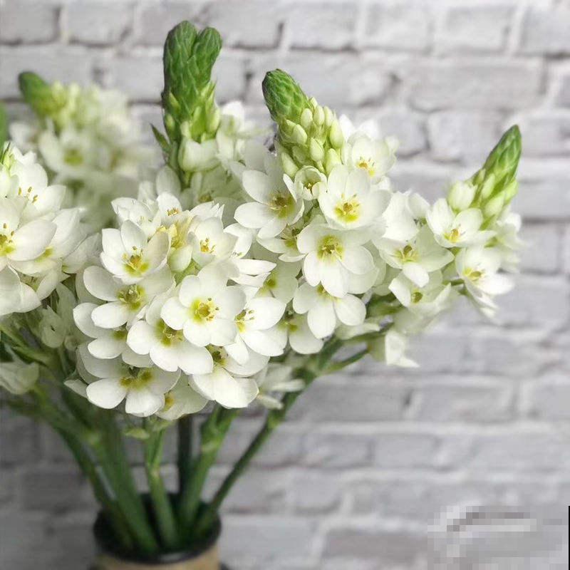 养花这么多年，“4种树”很值钱，个个都是“摇钱树”