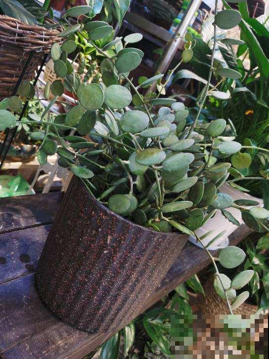 一种花名叫碧雷鼓，叶子圆润像钱币，还有招财进宝好兆头