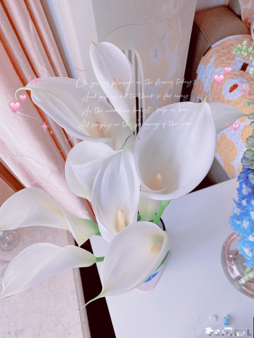 颜值超高的马蹄莲，开花大气优雅，气质满满能开半年