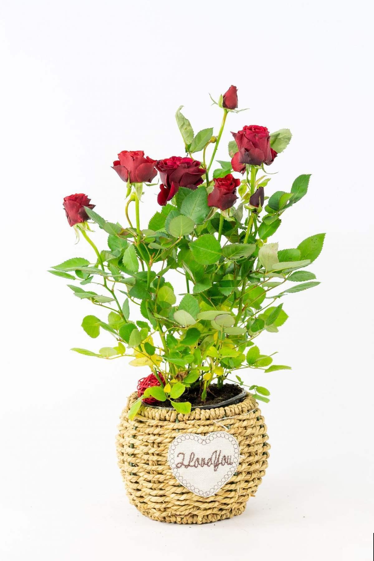 能把月季养好的人，都很有格局，这3种东西从来不小气