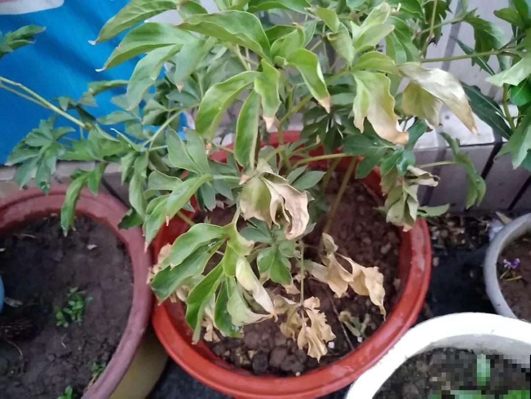 7种花冬天会假死，叶子掉光不要扔，明年还能大爆花！