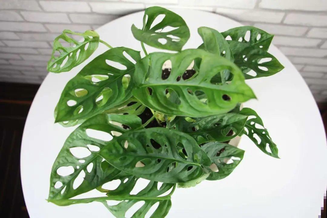 屋里养5种花，净化空气效果好，还特湿润