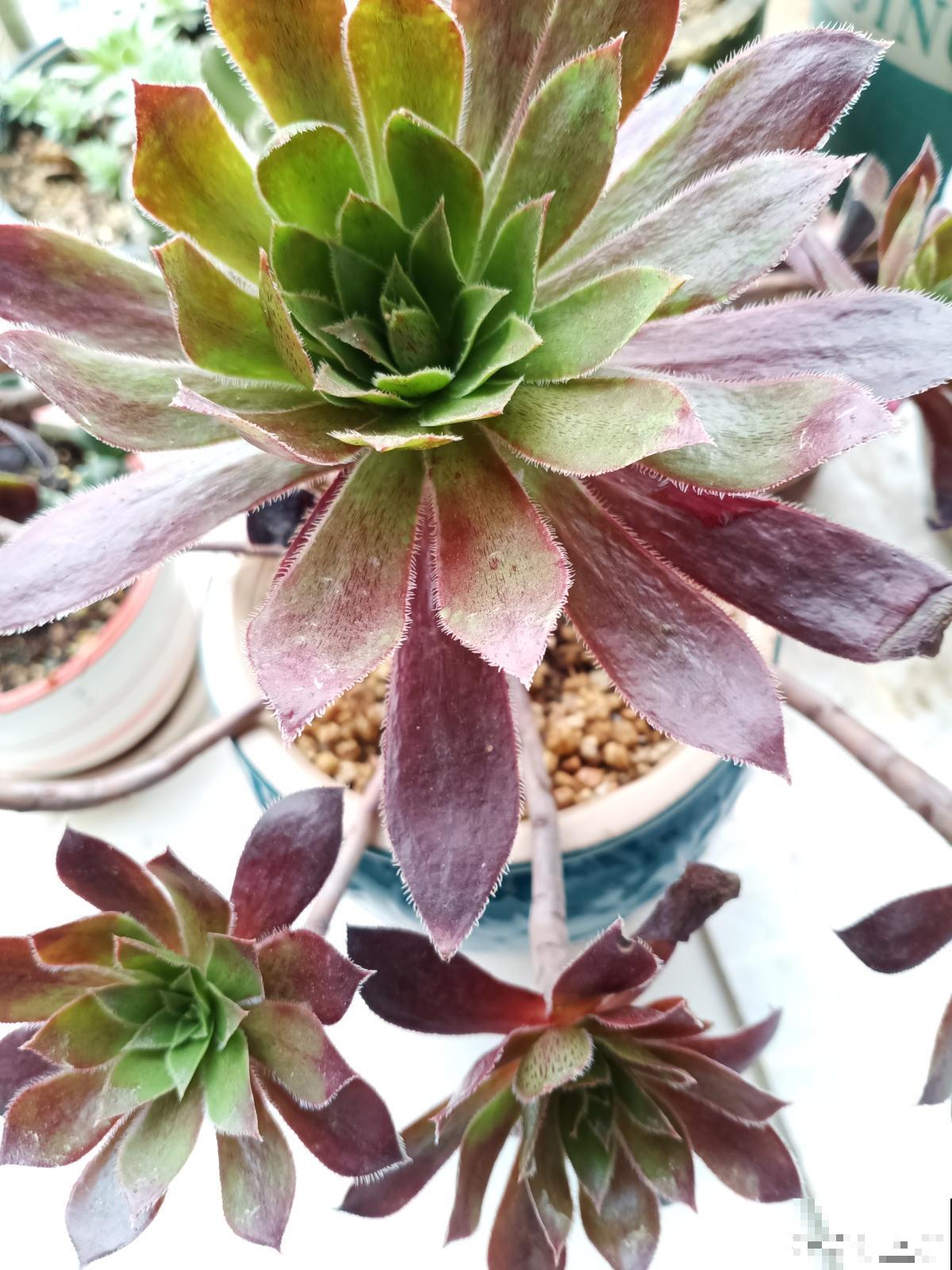 绿羊绒有股“臭袜子”味，养在家里很“头疼”，想赶紧丢掉