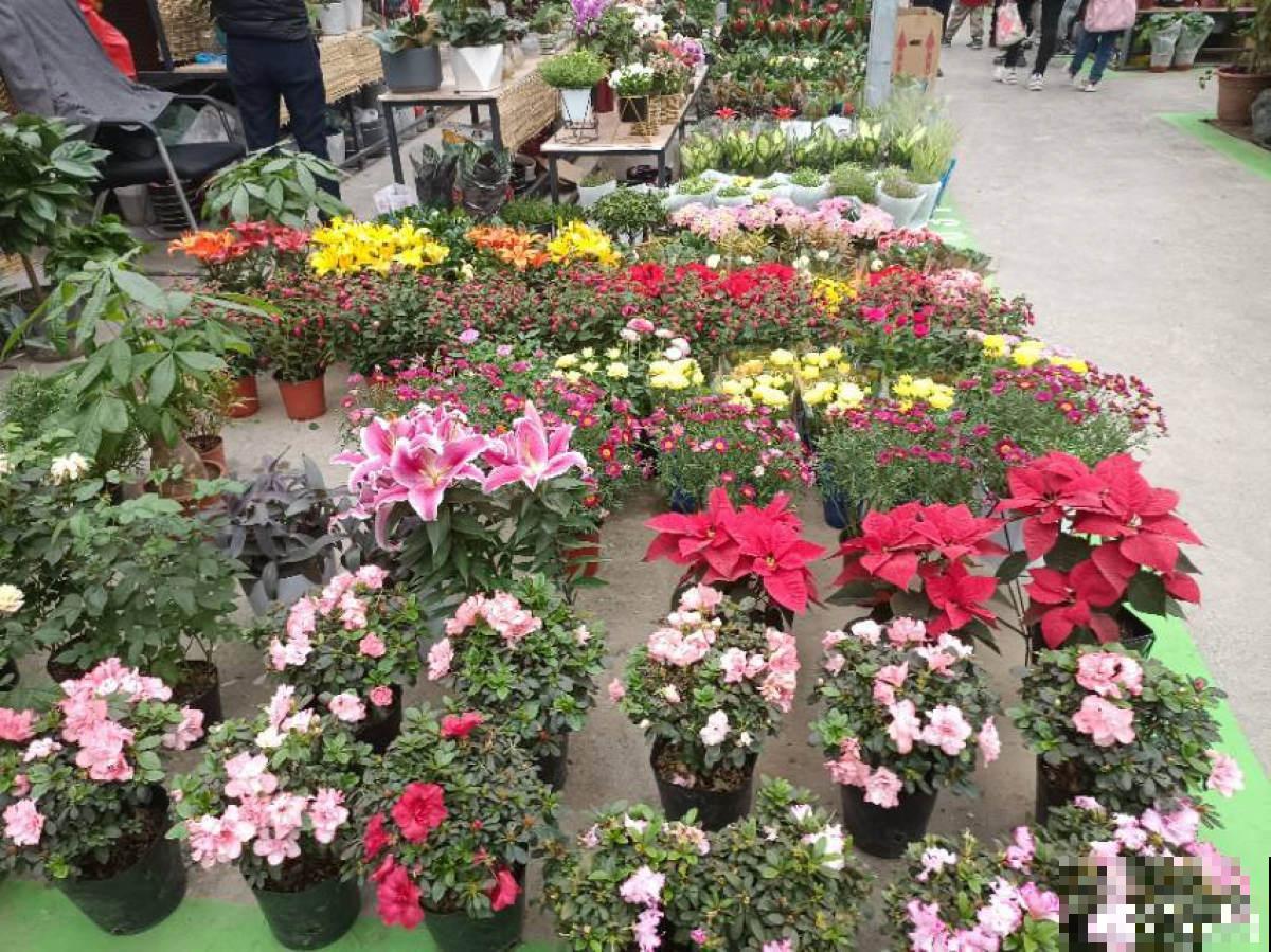 2个“花城”，去了就不想走，老花友：去一趟太值了
